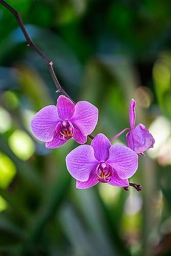 Moth Orchid Art Print